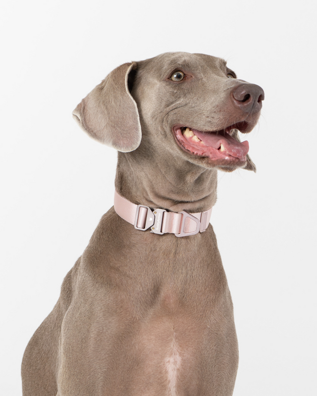 Light Alloy Dog Collar Pro