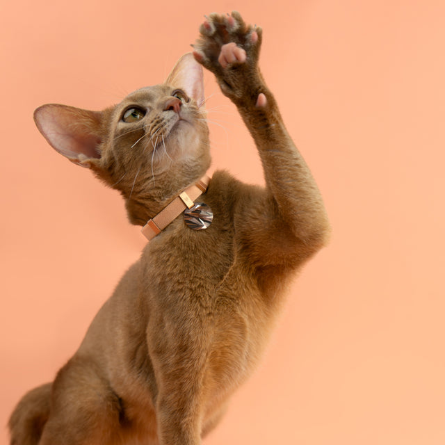 Glacier Tag + Safety Cat Collar