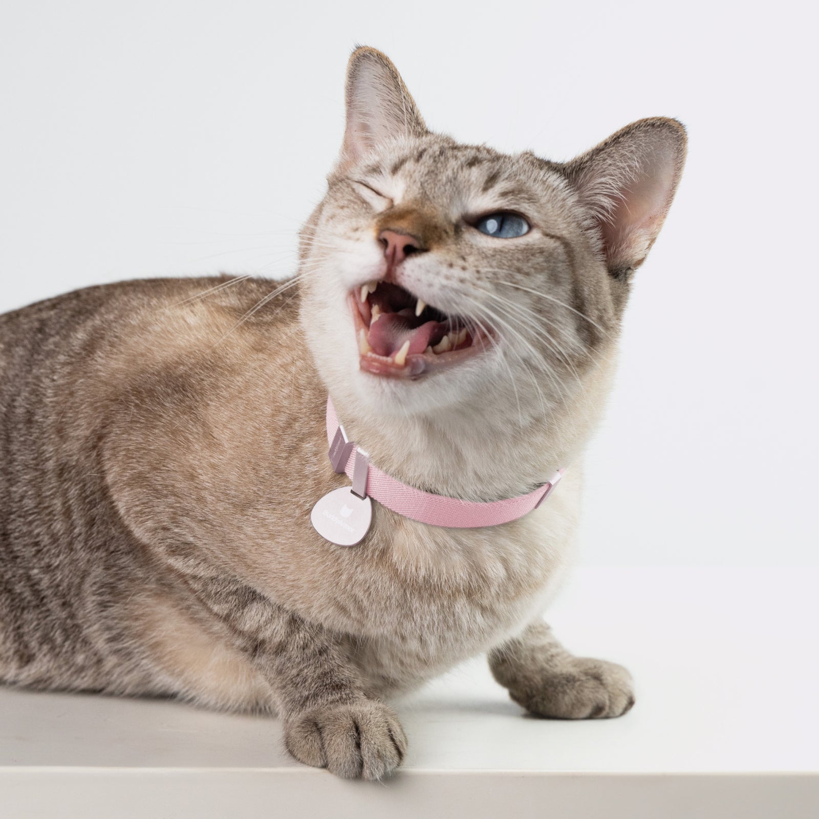 Anti-Choking Cat Collar (Elastic Webbing Pro)