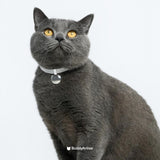 Anti-Chocking Cat Collar (Elastic Webbing)