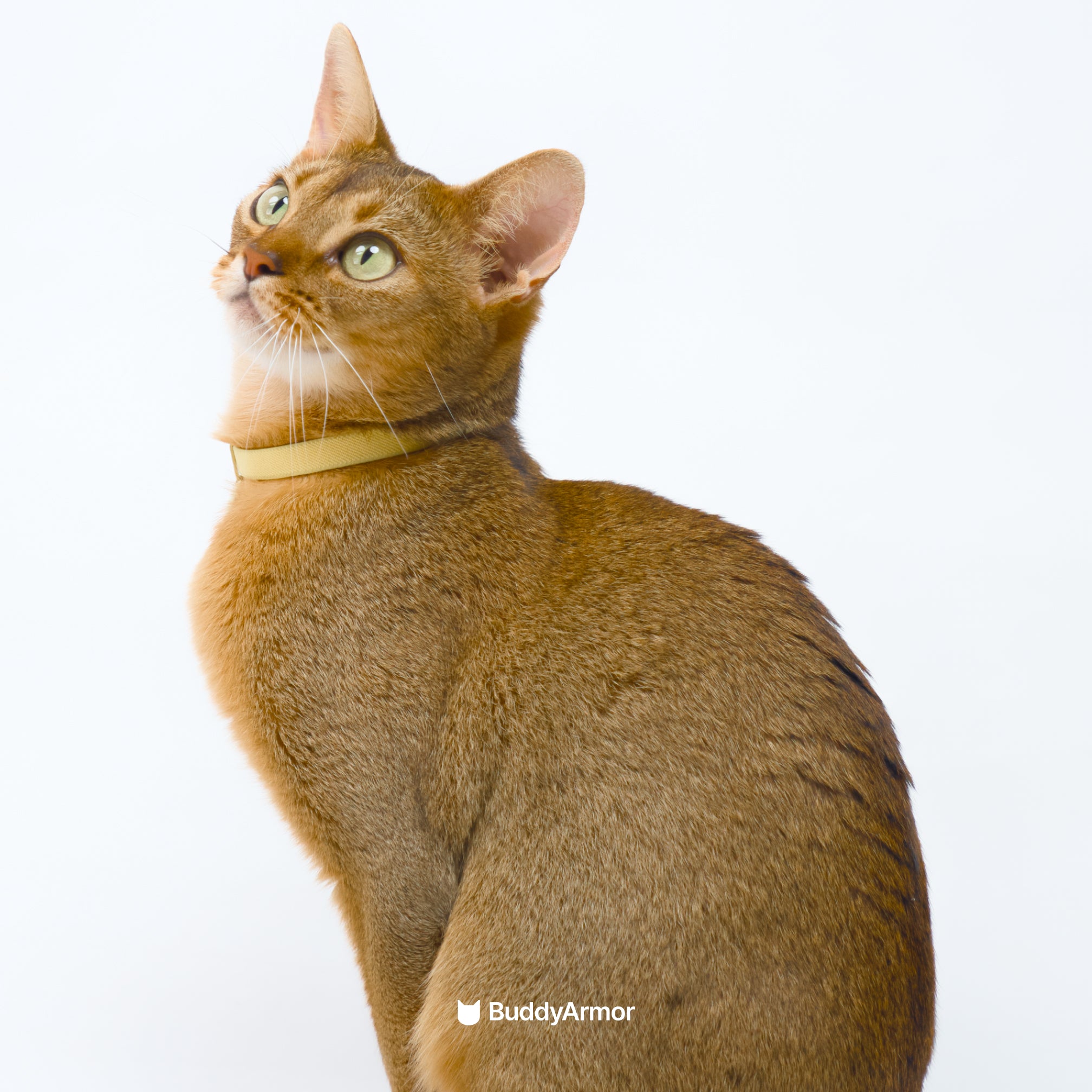 Anti-Chocking Cat Collar (Elastic Webbing)