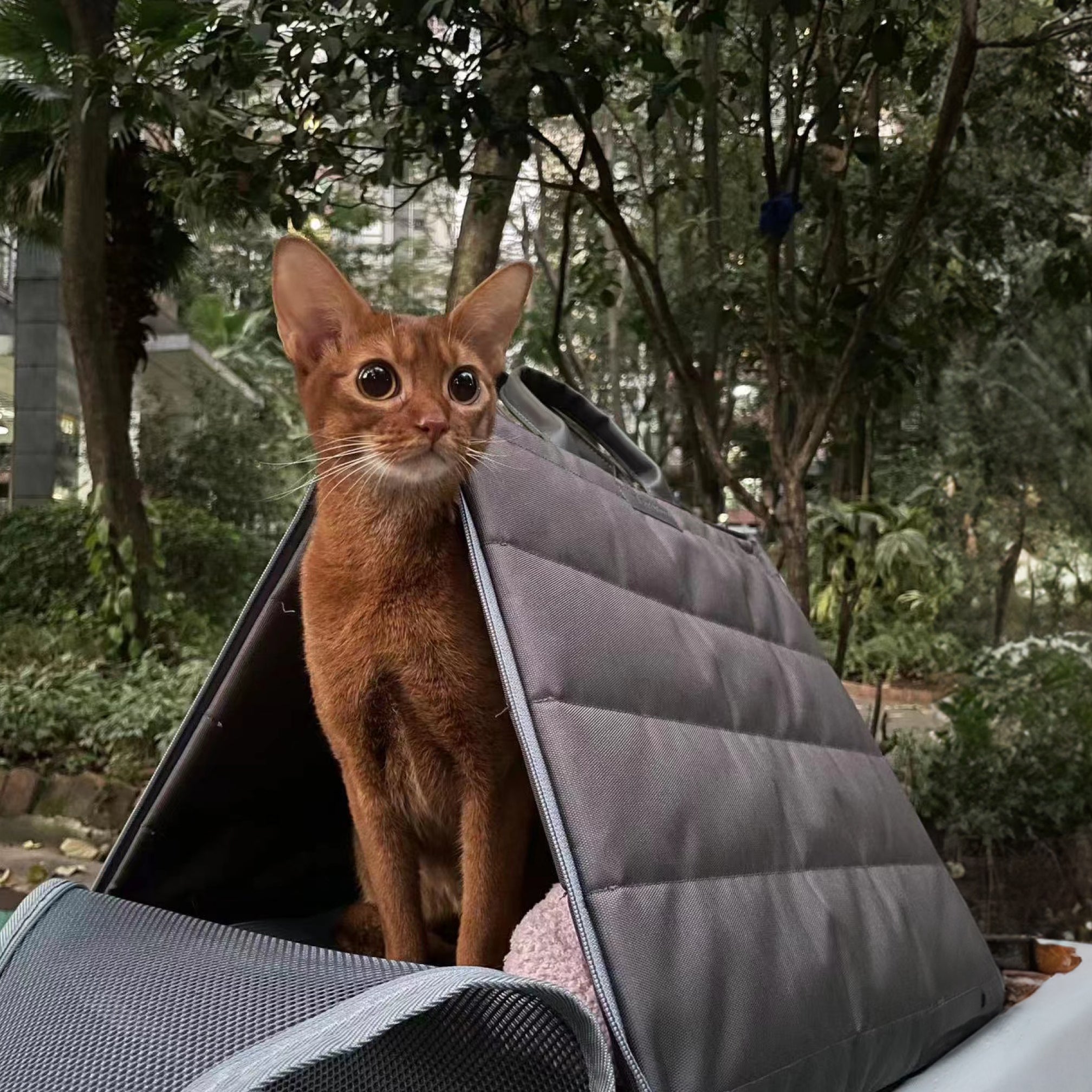 Sense-Security Cat Carrier (Tent)