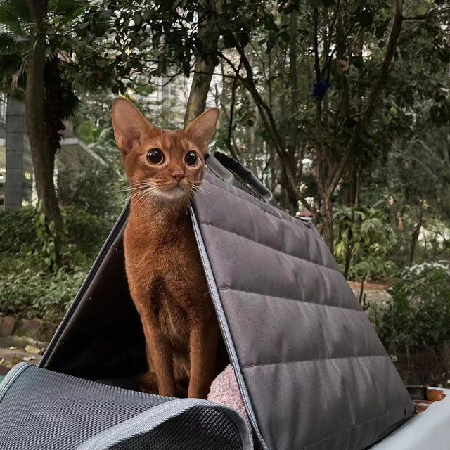 Sense-Security Cat Carrier (Tent)