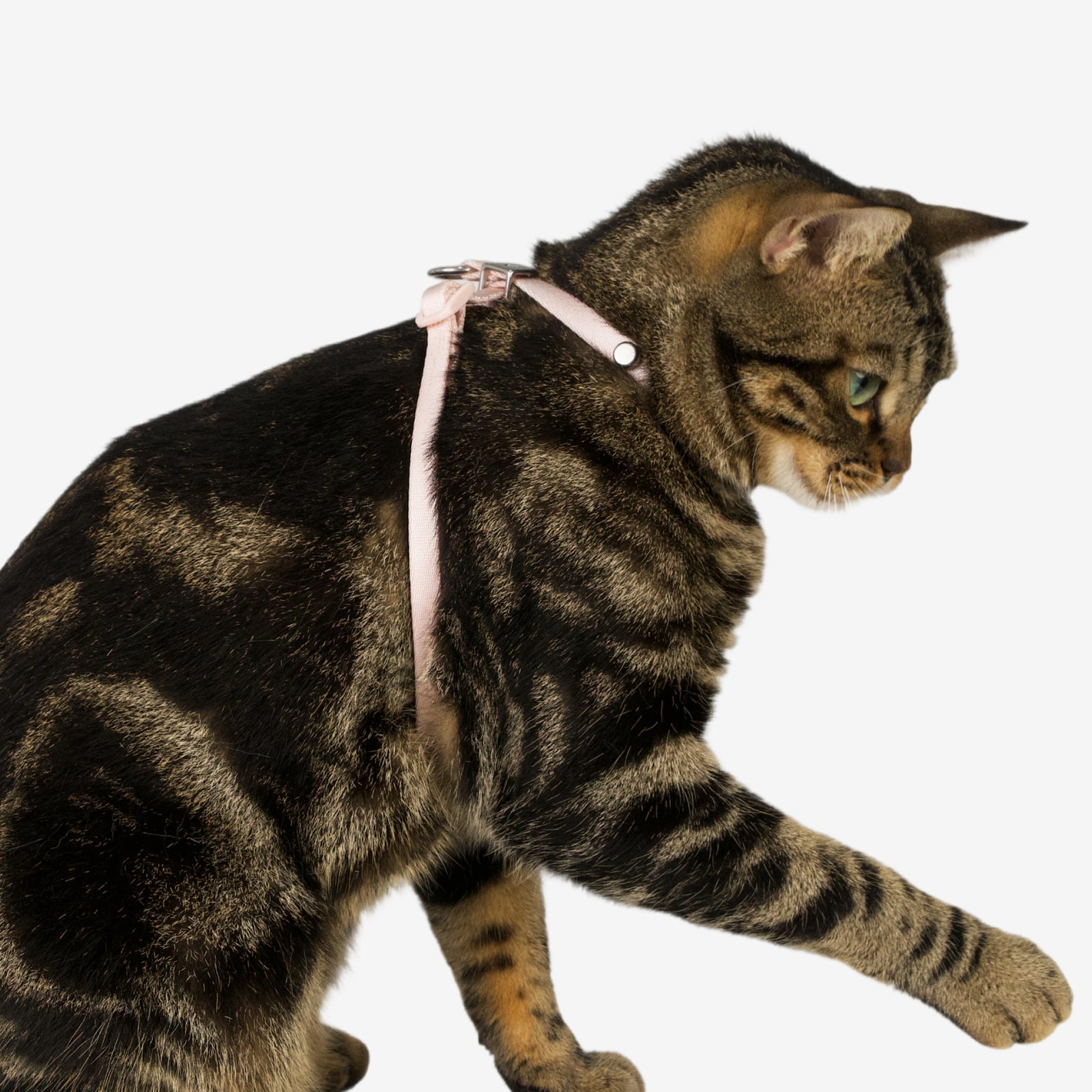 Escape-Proof Harness (8-Shape Gen 2)