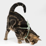 Escape-Proof Y-Shape Harness