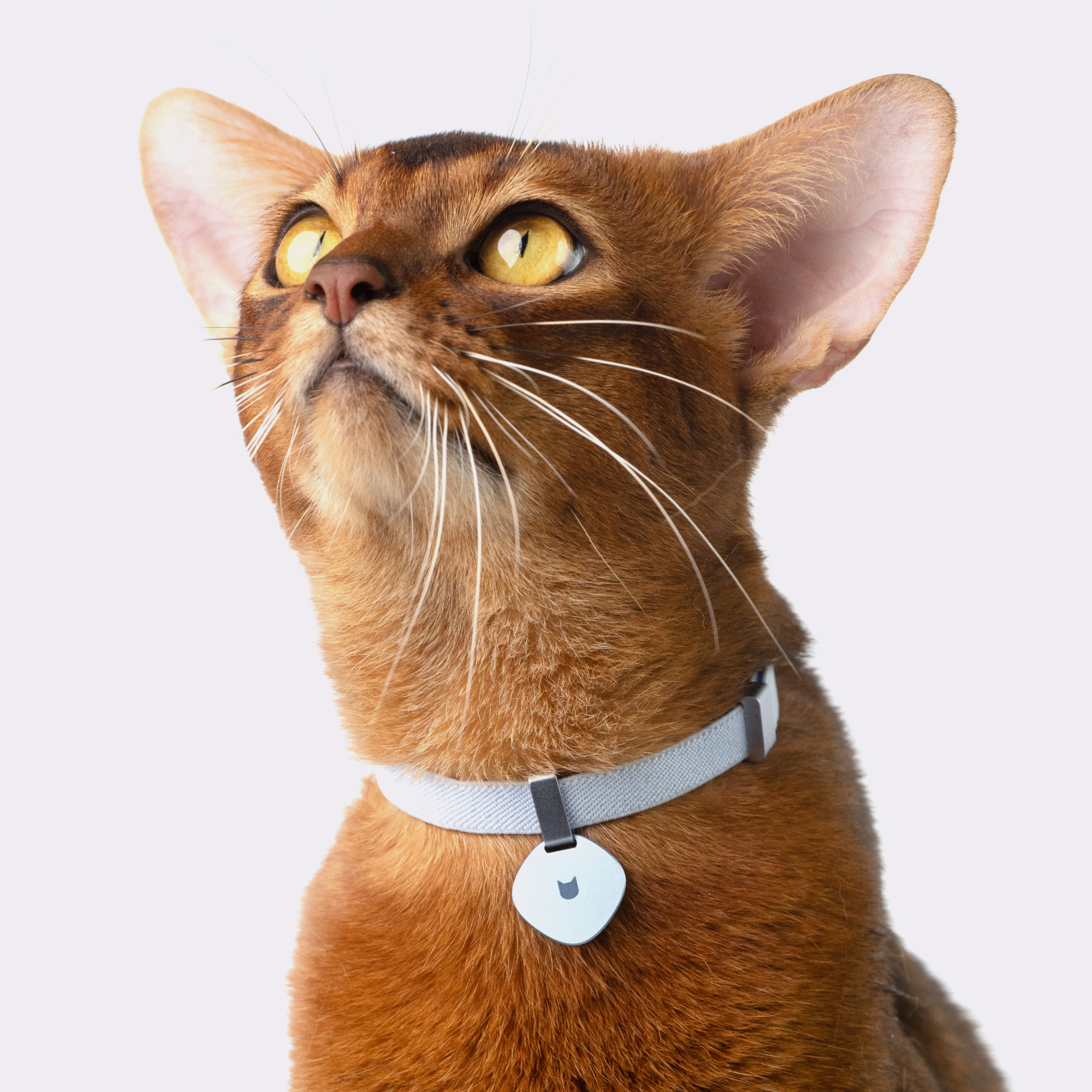 Anti-Chocking Cat Collar (Elastic Webbing)
