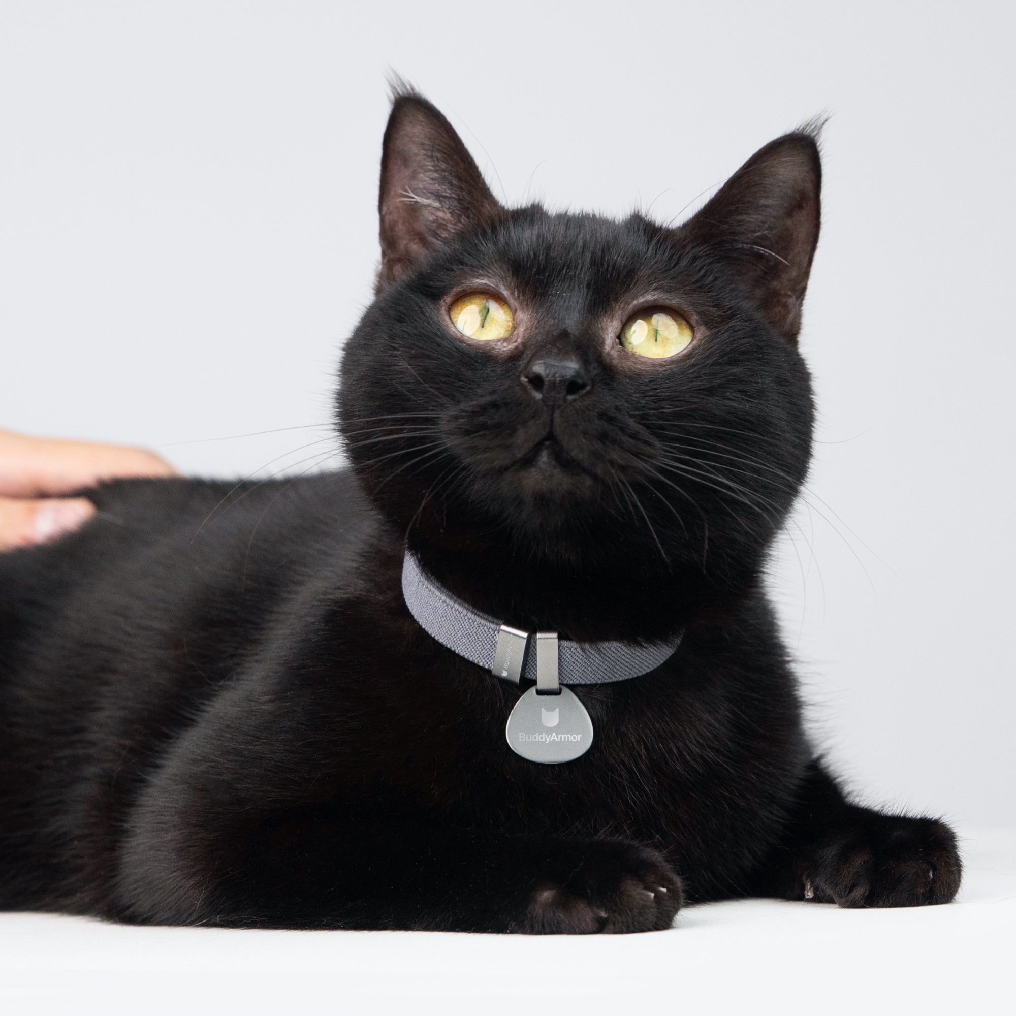 Star Tag + Safety Cat Collar