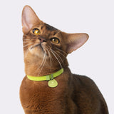 Star Tag + Safety Cat Collar