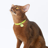 Star Tag + Safety Cat Collar