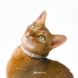 Anti-Chocking Cat Collar (Elastic Webbing)