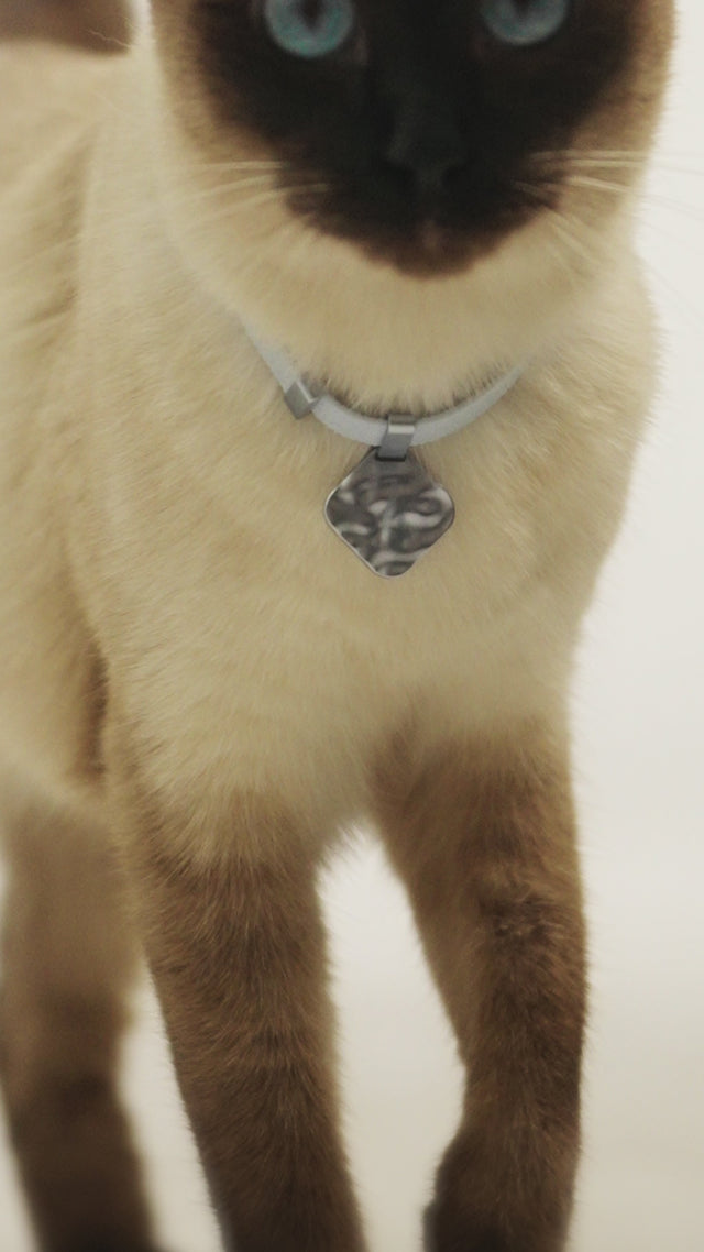 Ocean Tag + Safety Cat Collar