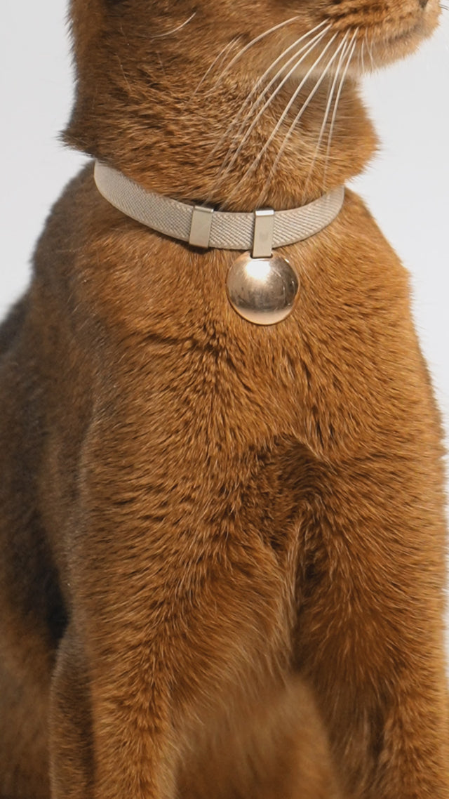 Anti-Chocking Cat Collar (Elastic Webbing)