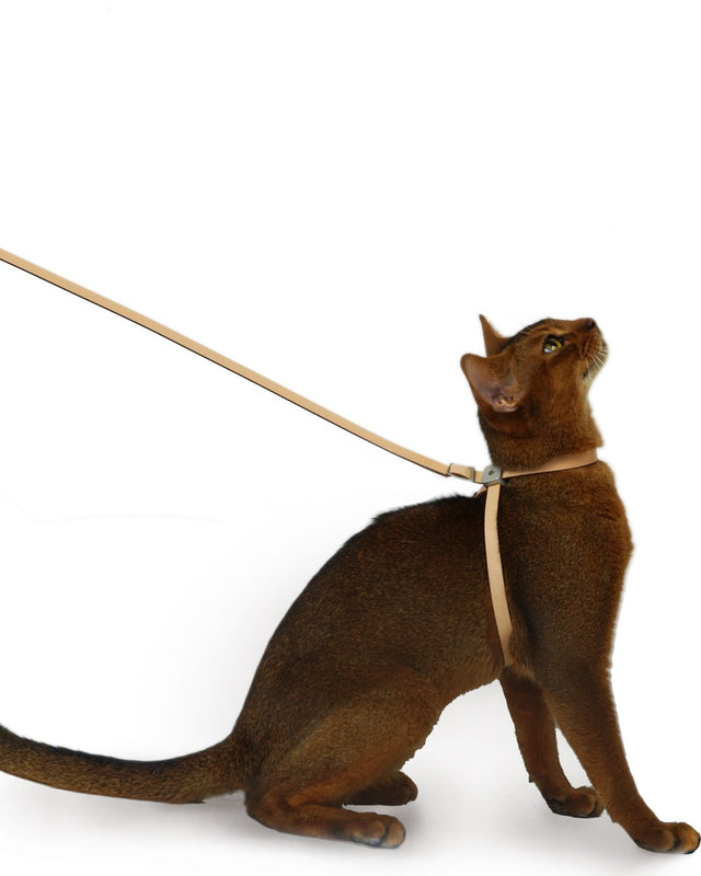 Escape Proof Training Harness - Leather - BuddyArmor